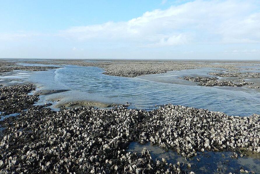 Austernriff vor der Insel Juist