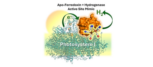 TOC DOI: 10.1002/advs.202501897