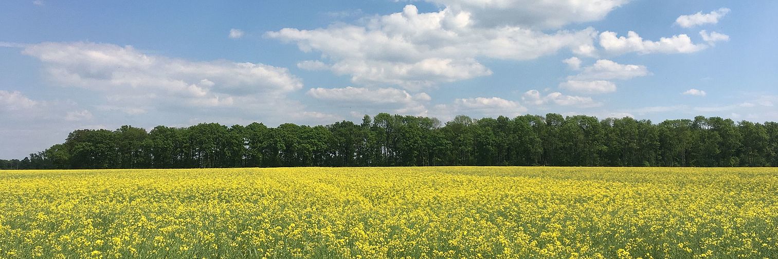 Rapsfeld bei Peine 