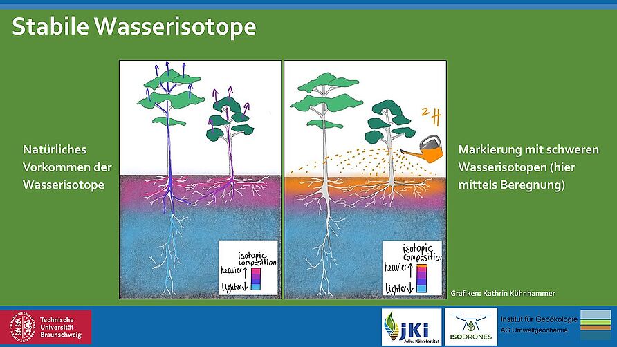 Über die Verteilung schwerer und leichter Wassermoleküle und deren Aufnahme in der Pflanze können die Wissenschaftler*innen die Wasseraufnahmetiefen abschätzen oder Grundwassernutzung beurteilen.