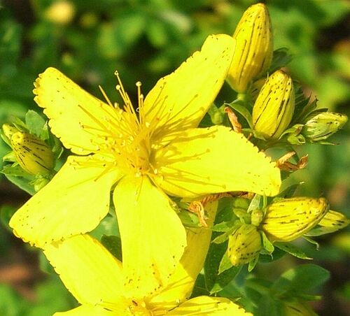 St. John's wort