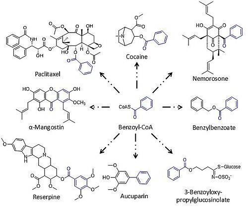 Beispiele von Benzoyl-abgeleiteten pflanzlichen Naturstoffen