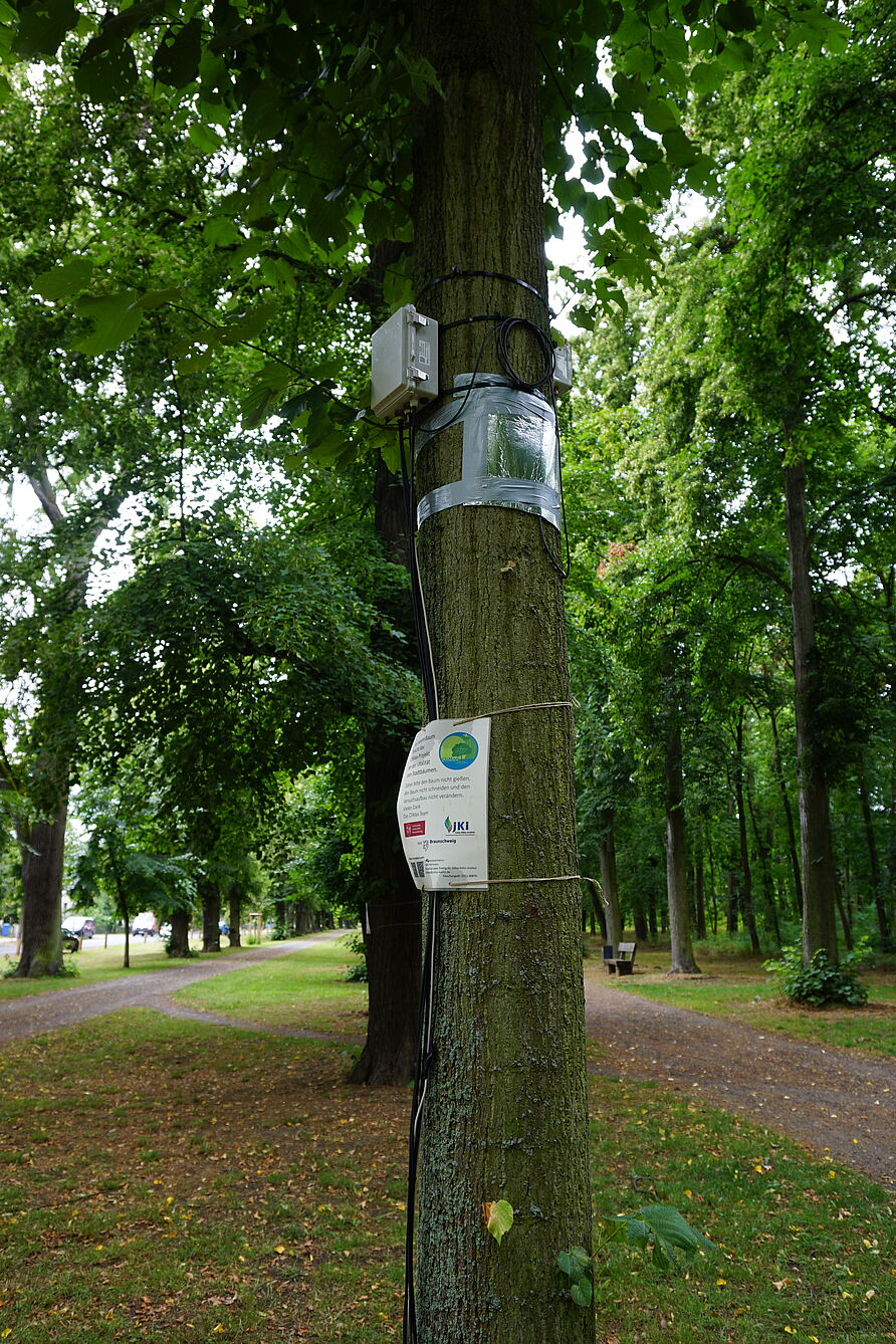 CliMax Messaufbau im Prinzenpark in Braunschweig. Messung der Bodenfeuchte und des Sapflows