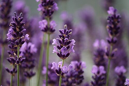 Lavendel