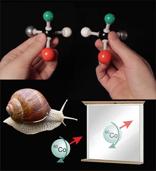 Bild zum Vortrag „Links- oder rechtsherum: Warum Spiegelbilder in der Natur entscheidend sind“