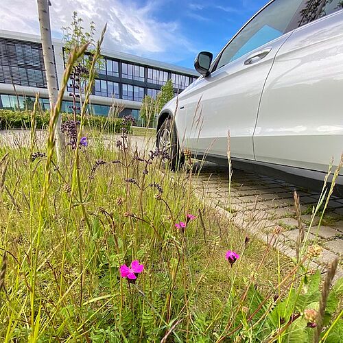 Blühstreifen auf dem NFF-Mitarbeiterparkplatz.