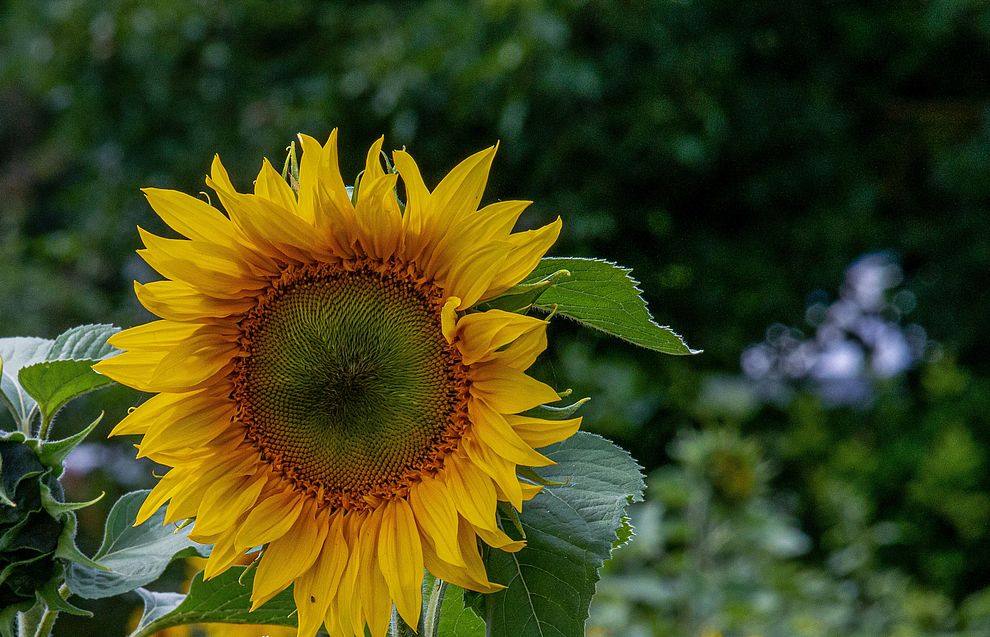 Sonnenblume