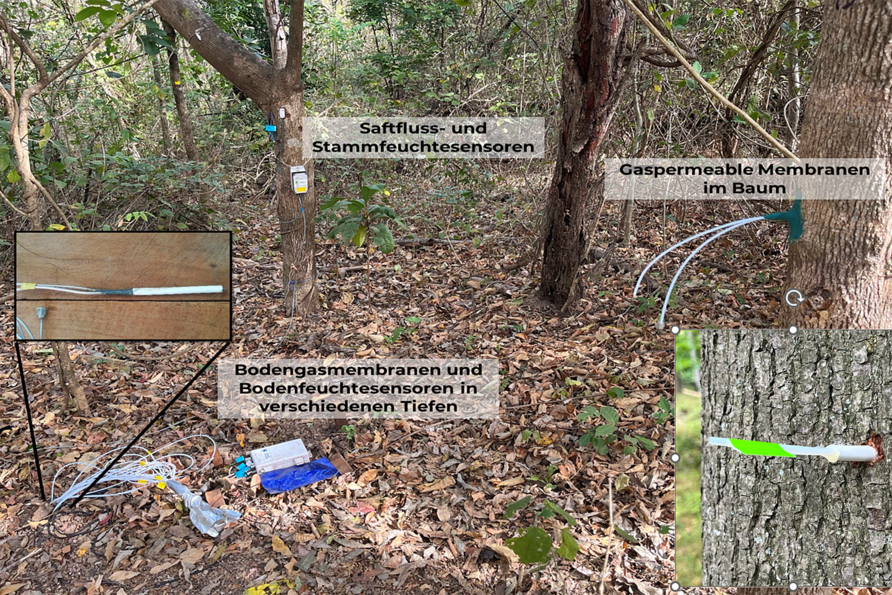 Ein typisches Set-up des Isodrones-Teams, um Wasseraufnahmetiefen und -mengen zu quantifizieren, hier angewandt in einem tropischen Trockenwald in Costa Rica.