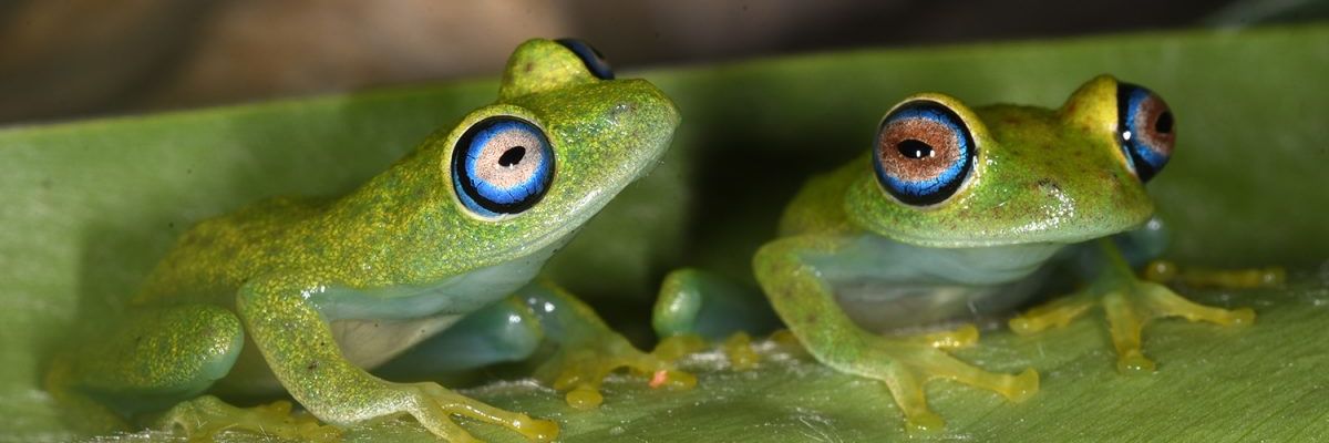 Baumfrösche der Art Boophis viridis 