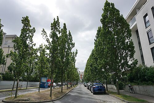 Säuleneichen am Max-Osterloh-Platz
