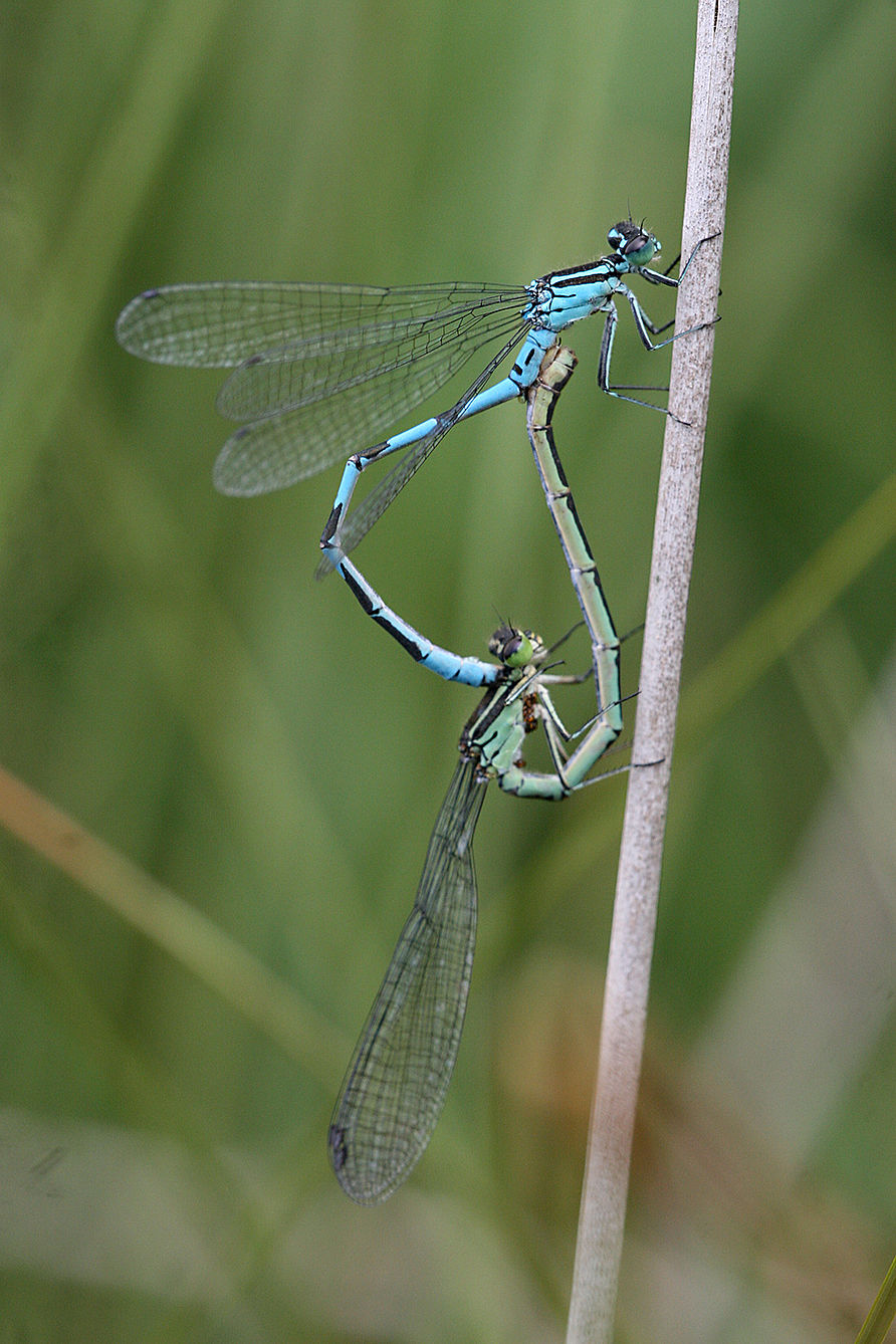 Coenagrion hastulatum