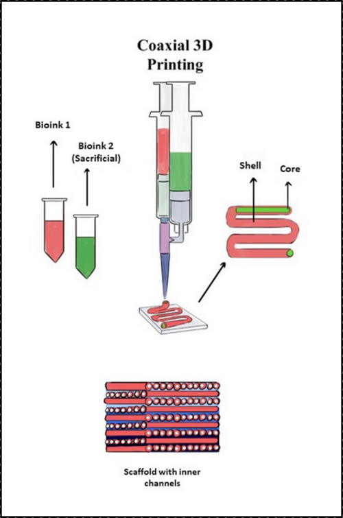Illustration for Coaxial Extrusion-Based 3D Bioprinting of Hydrogels for Perfusalbe Microchannel Fabrication