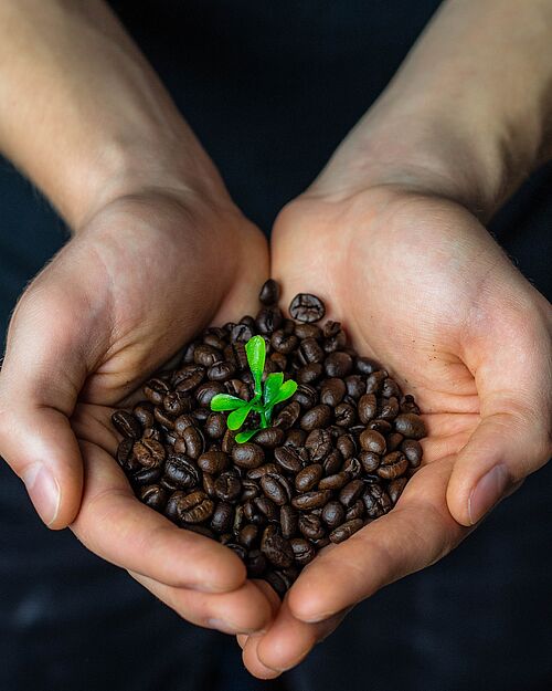 Kaffeebohnen werden zwischen zwei Händen gehalten. In der Mitte wächst eine grüne Pflanze. 
