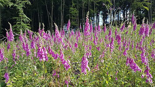 Digitalis purpurea