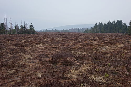 Peatland Harz