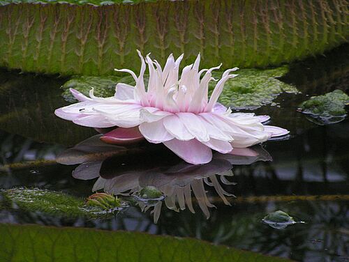 Tropische Riesenseerose im Botanischen Garten