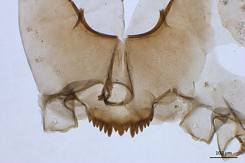 Chironomus anthracinus