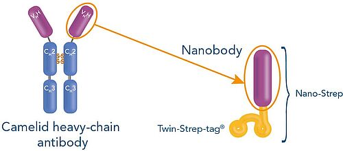 Antibodies and Nanobodies