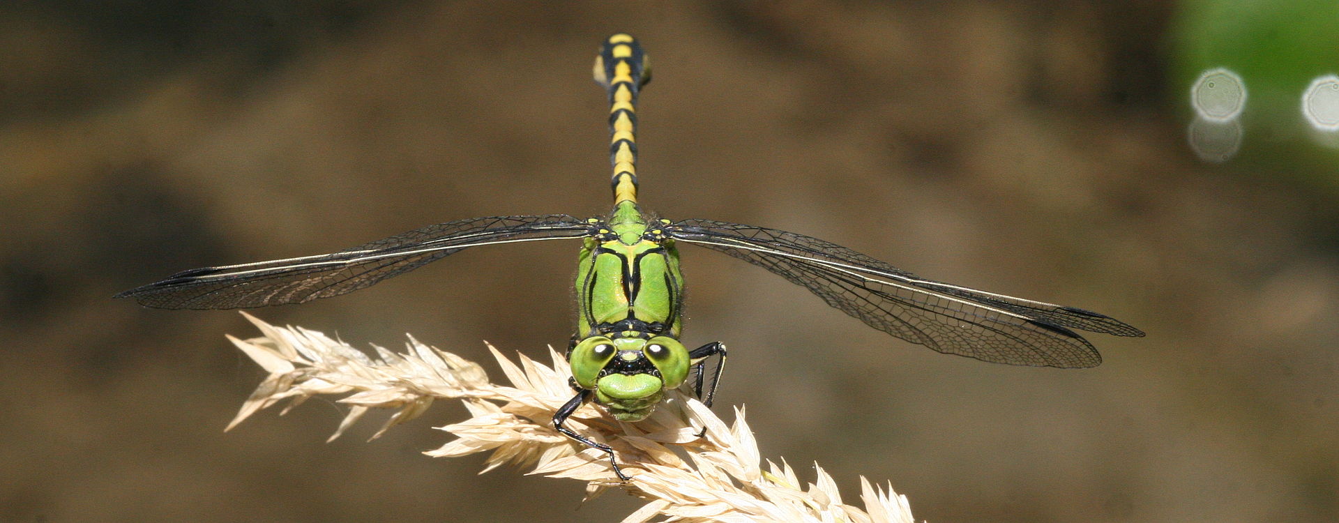 Ophiogomphus cecilia