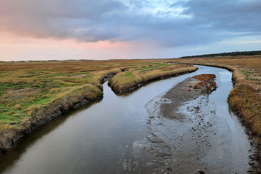 Salzwiesen bilden einen wesentlichen Baustein des Küstenschutzsystems an der Niedersächsischen Festlandsküste. Diese Salzwiesenlagune ist in St. Peter-Ording zu sehen.