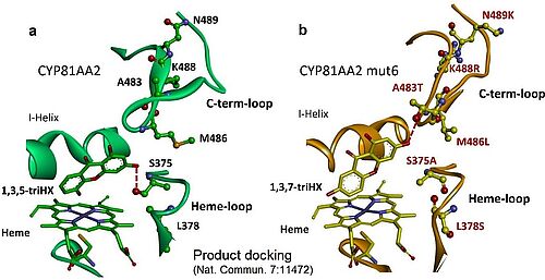 Rationalisierung der Produktspezifitäten von Xanthon-Synthasen
