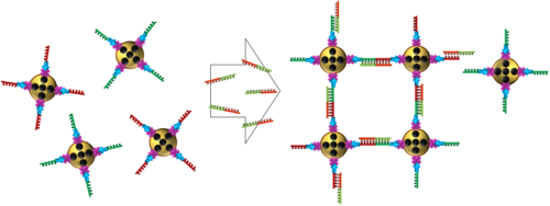 Prinzip DNA/RNA Detektion