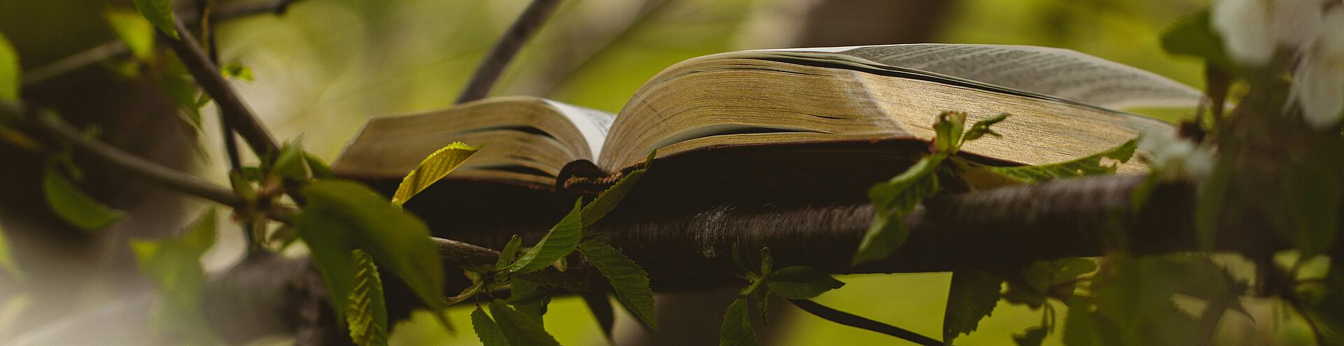 Buch auf einem Ast im Wald
