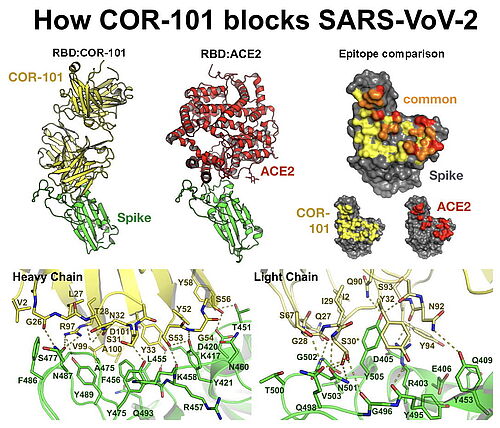 How COR-101b locks SARS-CoV-2