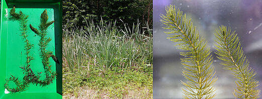 Two pictures from Ceratophyllum submersum, one close up view and one from further away, and a picture from an eutrophic pond.