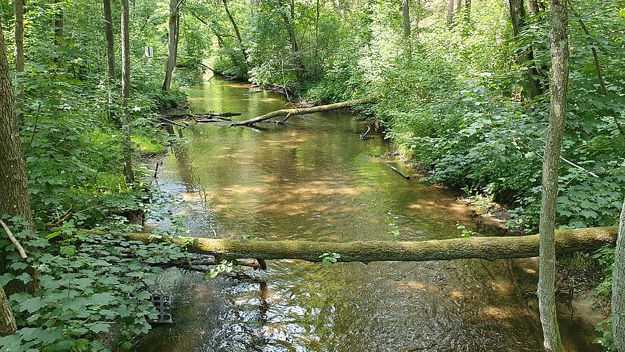 Fluss im Wdzydze Park 