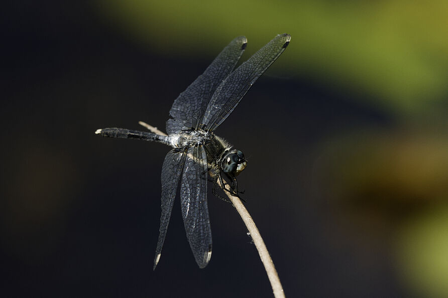 Östliche Moosjungfer