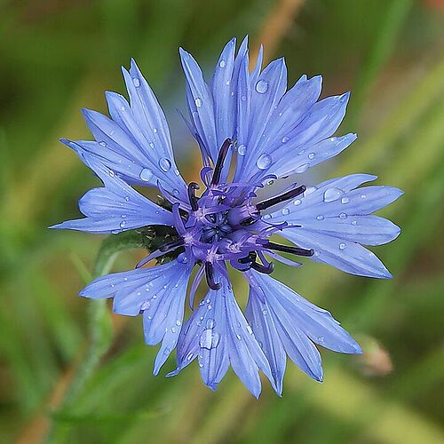 Bild der Kornblume