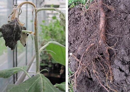 Feuerbrand und Nachbaukrankheit