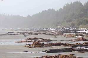 Morning mist, Vancouver Island