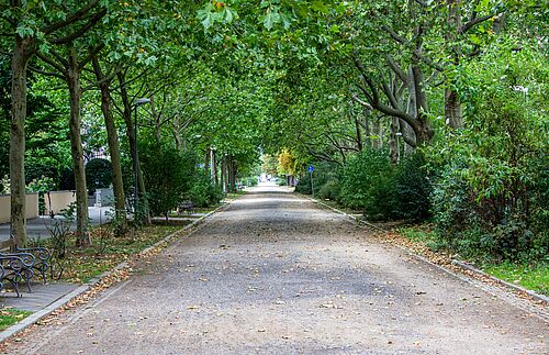 Stadtbäume