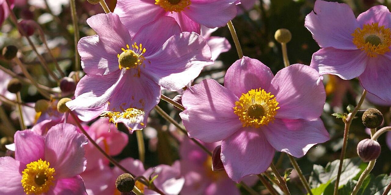 Digital Literacy Zertifikat