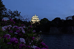 Ein beleuchtetes japanisches Schloss in der Dunkelheit. Im Vordergrund blühen Blumen. 