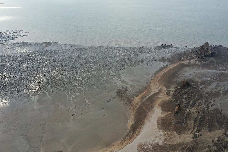 Die Wattflächen vor der Insel Jebudo von oben. Die schwarzen Flächen zeigen das Austernriff.