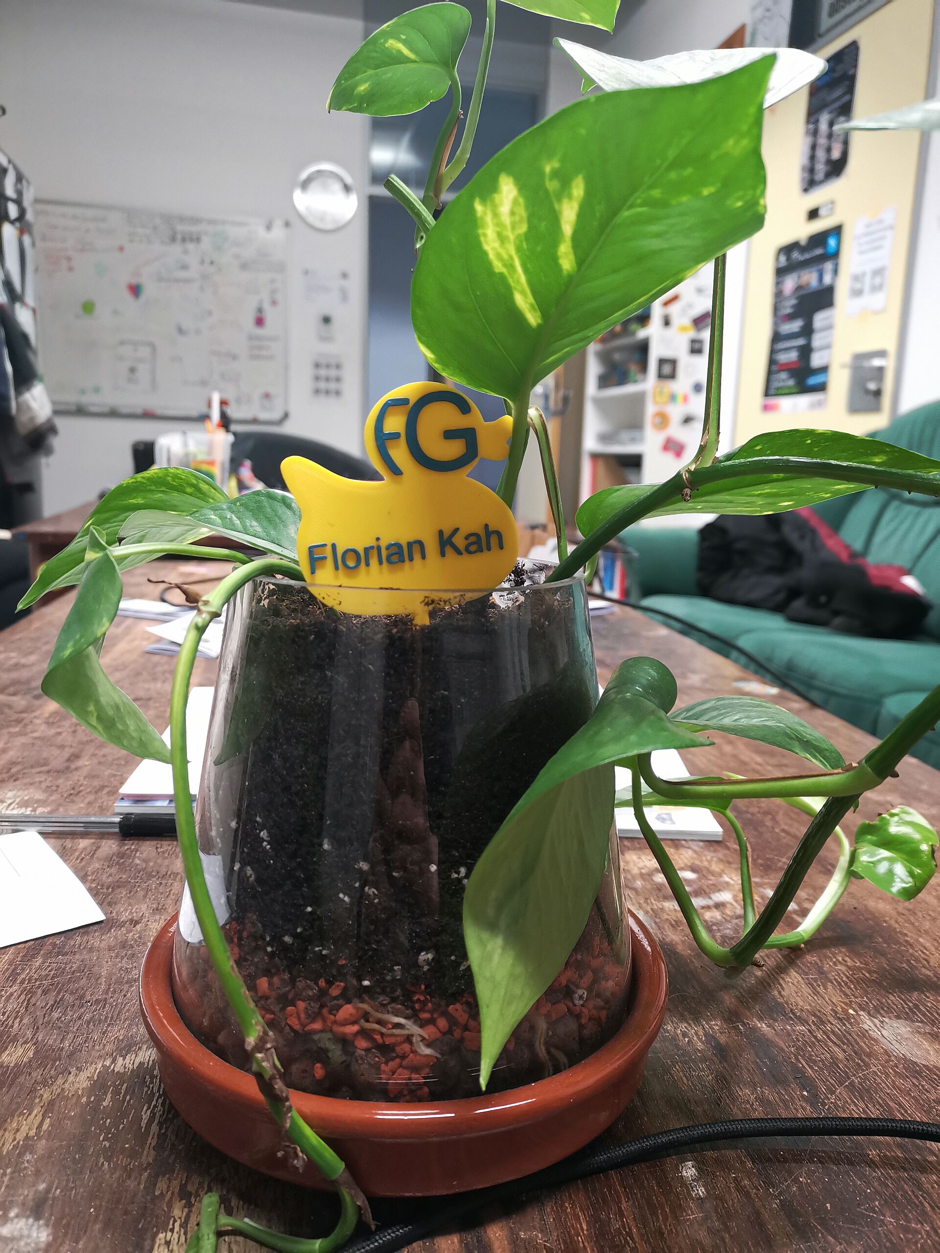 Das Bild Zeigt Florian Kah, eine Efeutute im Fachgruppenraum der Fachgruppe Informatik