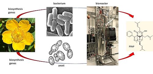 Rekonstruktion pflanzlicher Biosynthesen zur Erzeugung mikrobieller Zellfabriken