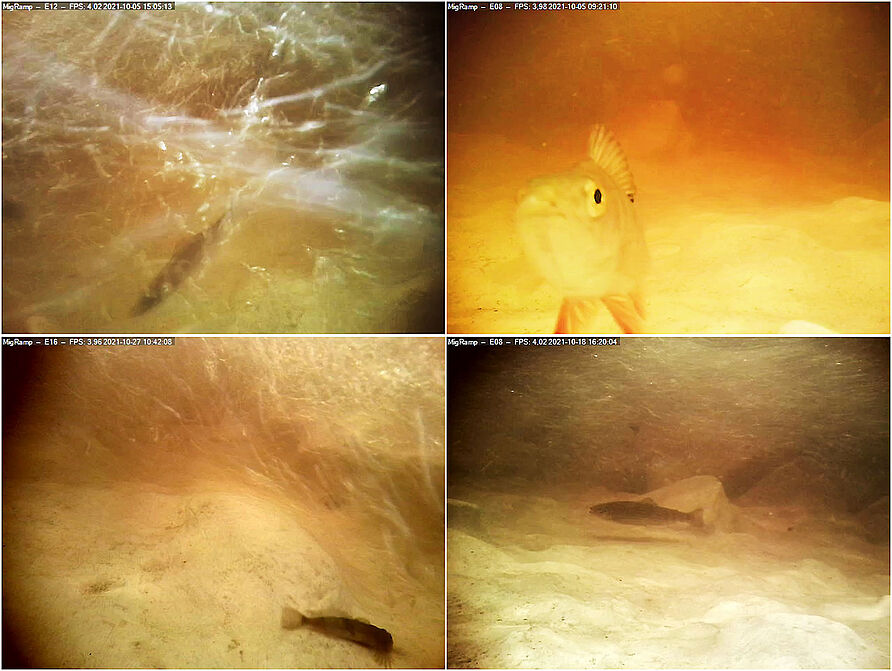 Aufnahmen der Unterwasserkameras aus den ethohydraulischen Versuchen (o.l. Äsche, o. r. Flussbarsch, u. l. Groppe, u. r. Forelle). 