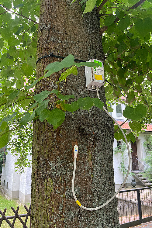Die Messgeräte an manchen Bäumen in Braunschweig sind sicherlich schon einigen Passant*innen aufgefallen.