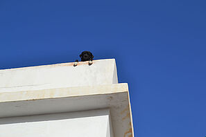 Ein Bild von einem schwarzen Hund, der auf dem Dach eines weißen Gebäudes sitzt und seine Pfoten über die Brüstung hängt. 