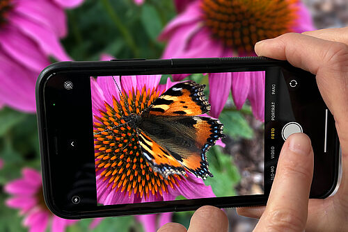 A person uses a smartphone to photograph a butterfly on a flower. 
