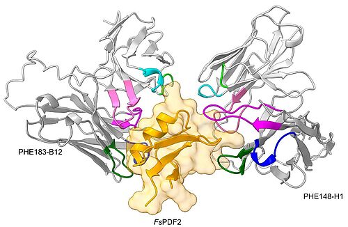Model of the interaction of the plant Defensin with two phage display generated antibodies