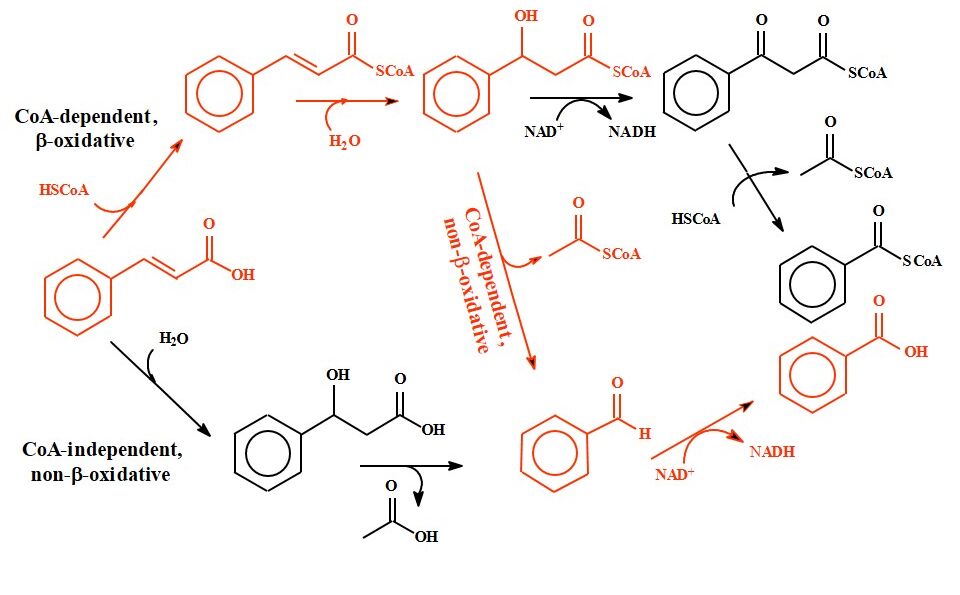 Benzoic acid biosynthetic pathways via cinnamic acid