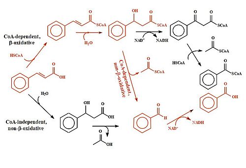 Benzoic acid biosynthetic pathways via cinnamic acid