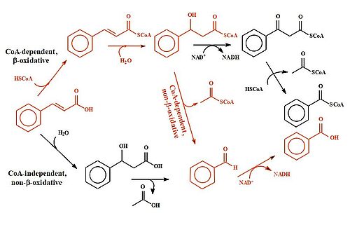 Benzoesäure-Biosynthesewege via Zimtsäure