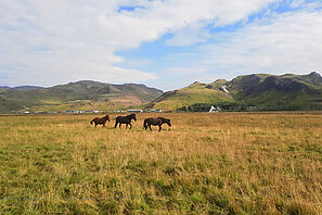Islandponys vor der isländischen Bergkulisse.