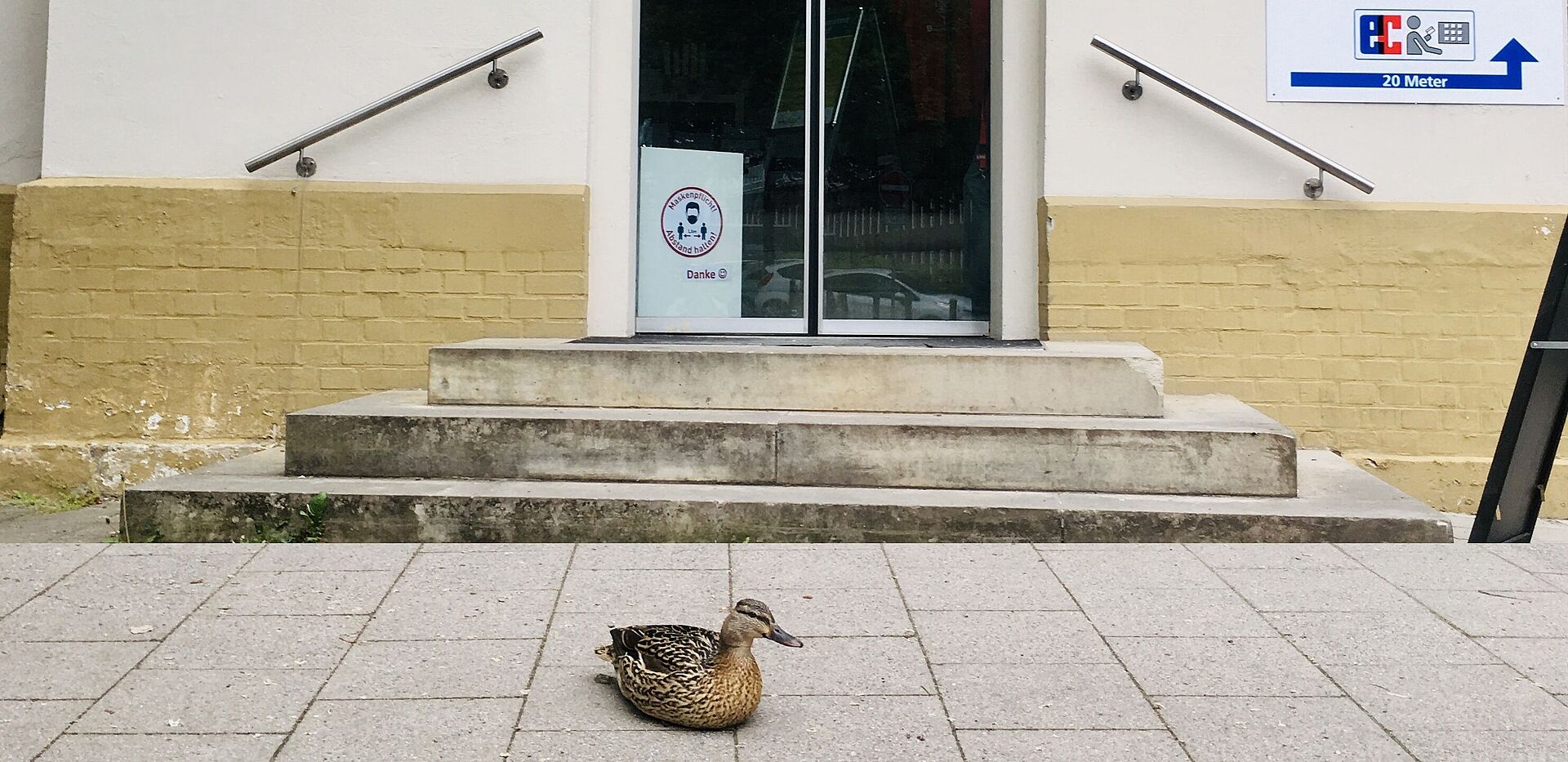 Stockente auf dem Campus vor geschlossenem Geschäft für Bürobedarf